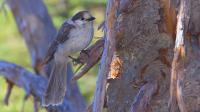 Picnic Visitor